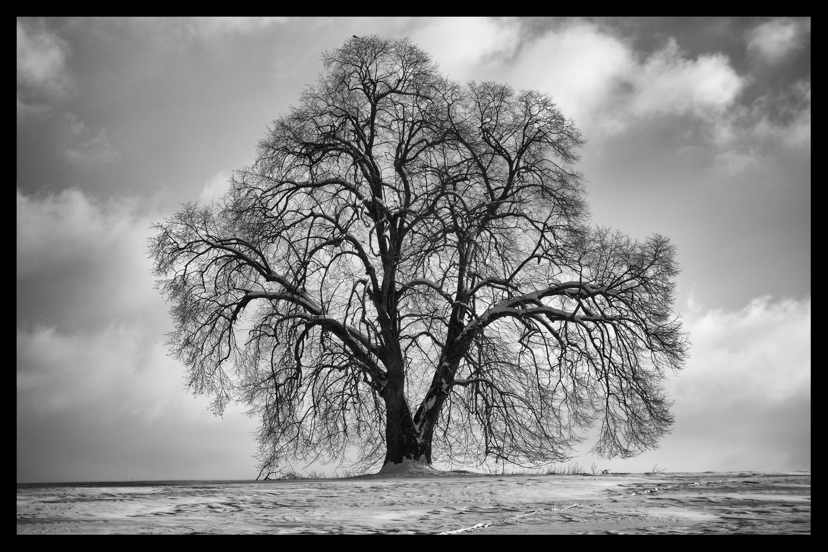 Mein Freund der Baum im Winter