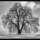 Mein Freund der Baum im Winter