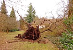 Mein Freund der Baum ist tod