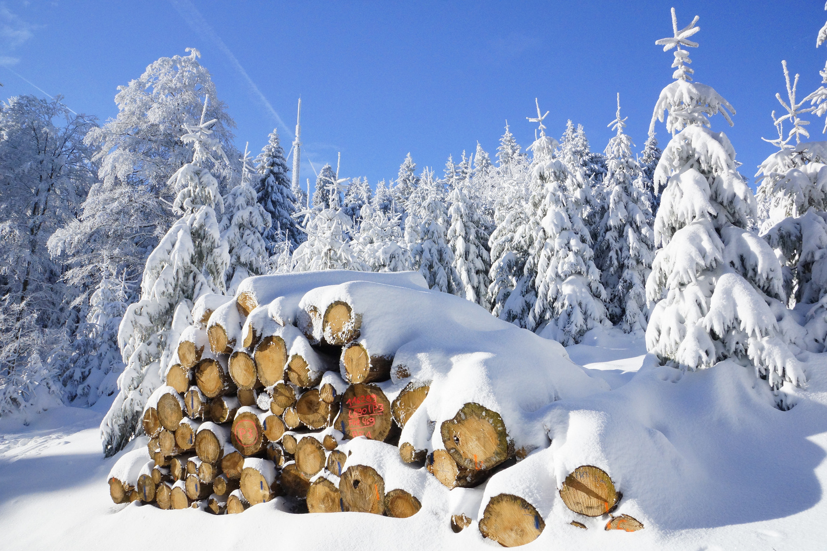 Mein Freund der Baum ist Tod........................