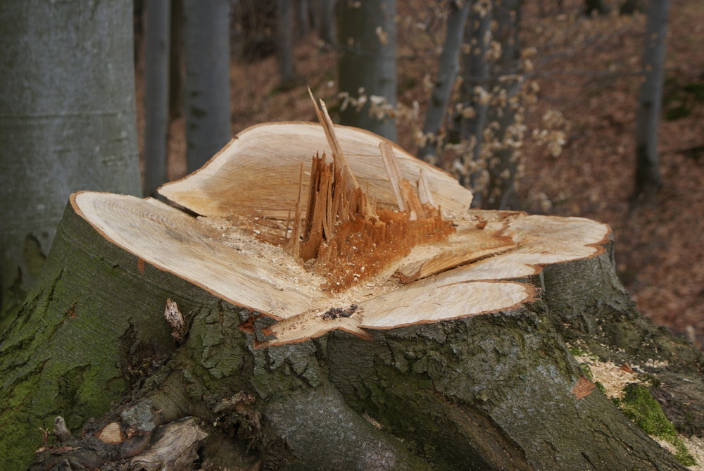 Mein Freund Der Baum Ist Tot Bus Mein Freund, der Baum, ist tot... Foto & Bild | pflanzen, pilze