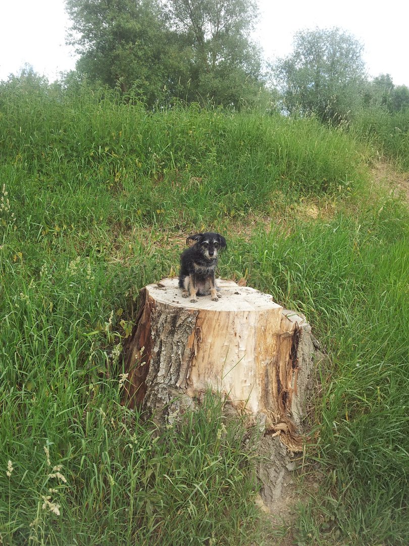 Mein Freund der Baum ist tot