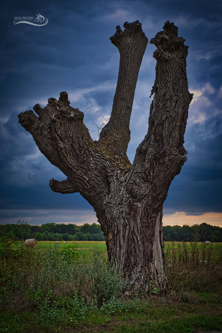 Mein Freund der Baum ist Tot