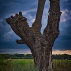 Mein Freund der Baum ist Tot