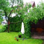 Mein Freund der Baum ist tot