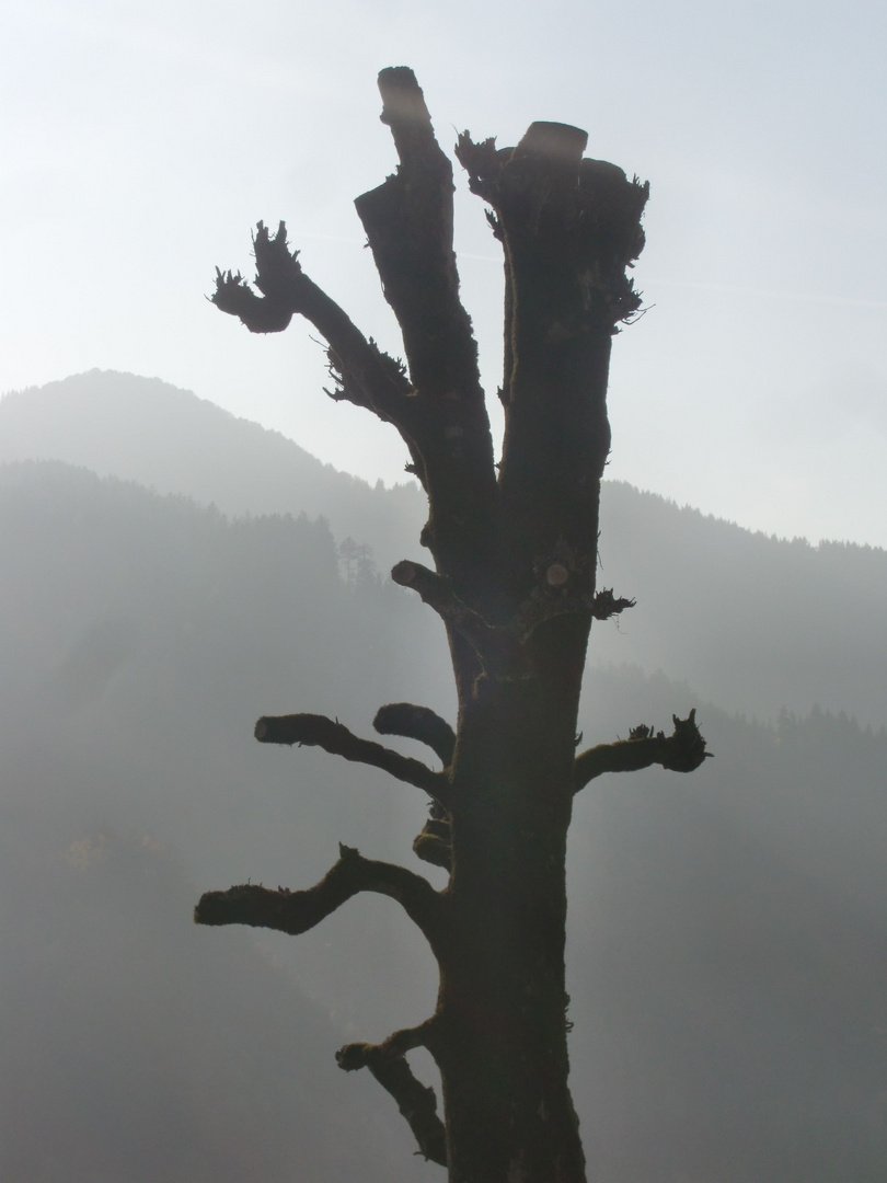 Mein Freund der Baum - ist tot