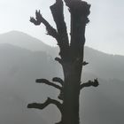 Mein Freund der Baum - ist tot