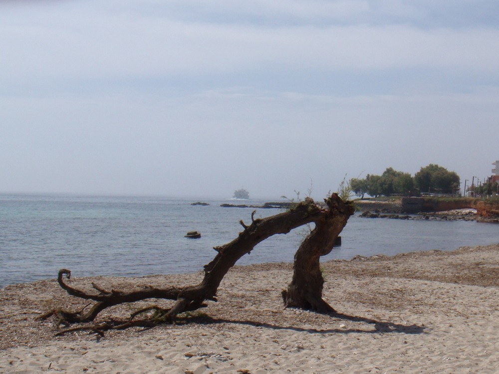 Mein Freund der Baum ist tot