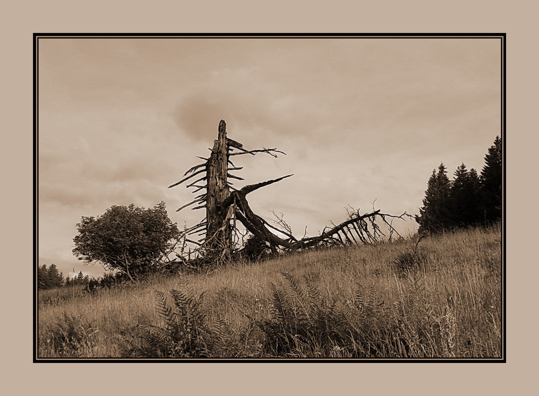 Mein Freund Der Baum Ist Tot Bus Mein Freund der Baum ist tot... Foto & Bild | landschaft, natur Bilder