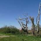 Mein Freund, der Baum ist tot