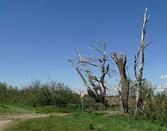 Mein Freund, der Baum ist tot