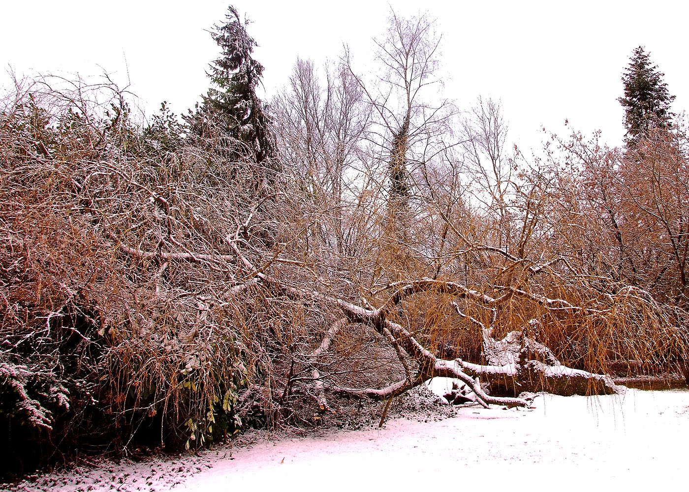 Mein Freund der Baum ist tot ... Foto & Bild | pflanzen, pilze & flechten, bäume, einzelbäume ...