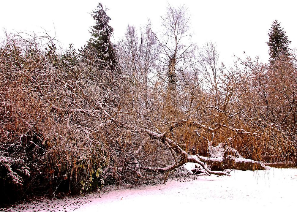 Mein Freund der Baum ist tot ...