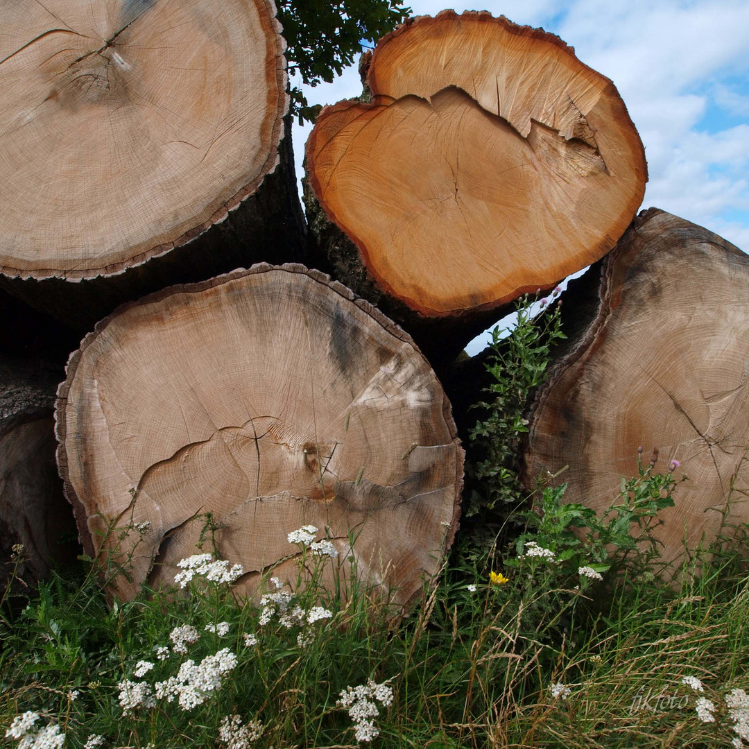 Mein Freund, der Baum, ist tot....