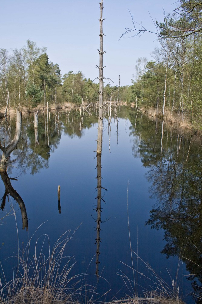 Mein Freund Der Baum Ist Tot Bus "Mein Freund der Baum ist Tot" Foto & Bild | landschaft, moor, natur