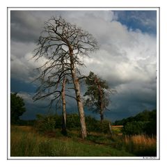 "Mein Freund der Baum ist tot"