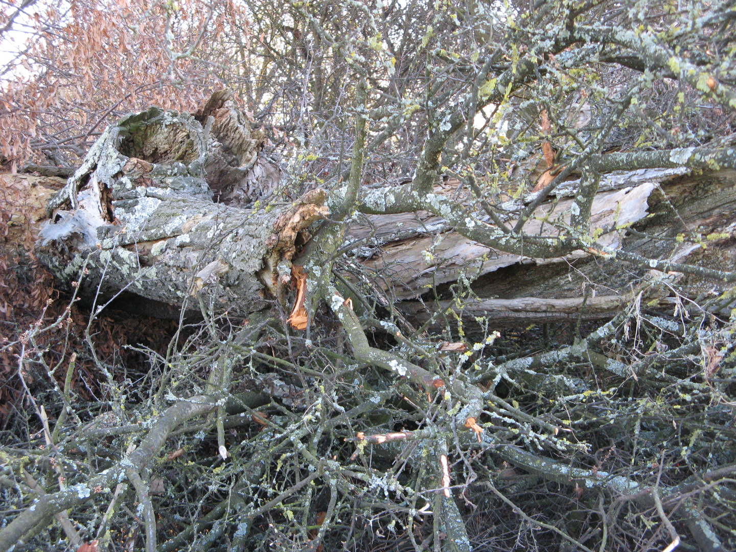 Mein Freund der Baum ist tot!