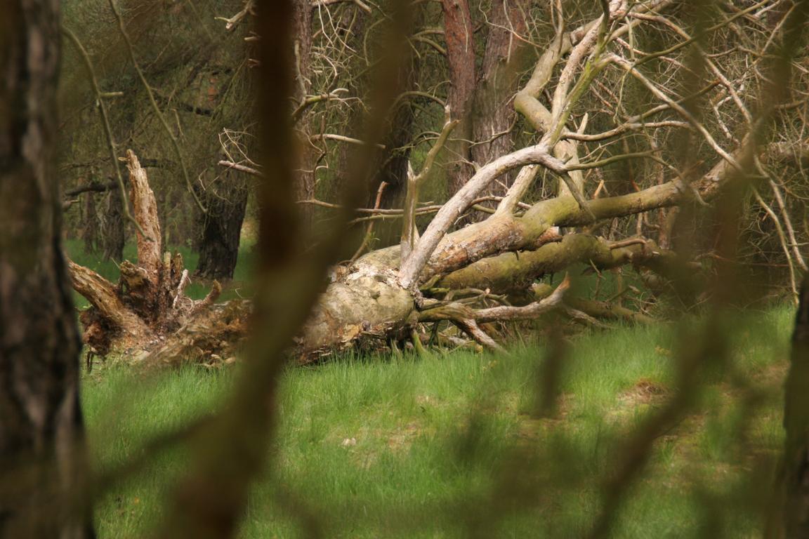 Mein Freund der Baum ist tot