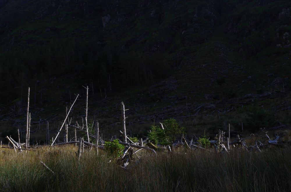 Mein Freund, der Baum, ist tot Foto & Bild | europe, united kingdom & ireland, ireland Bilder ...