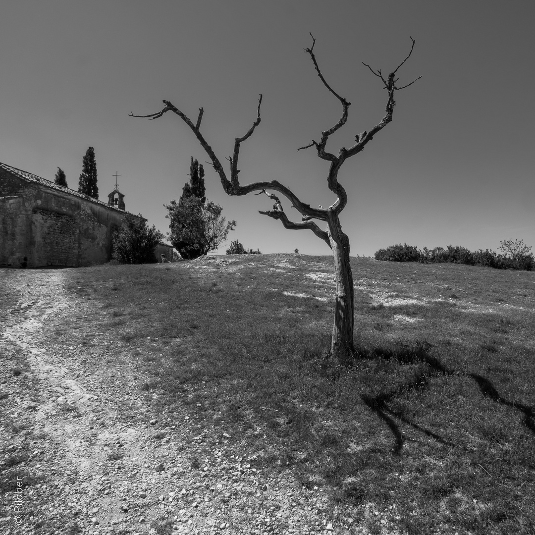 Mein Freund der Baum ist tot