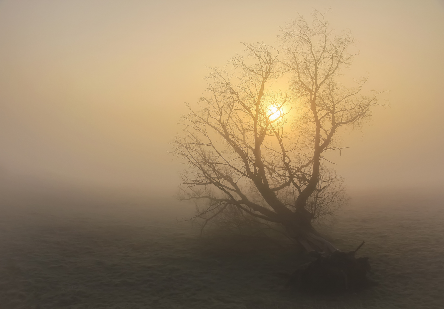 Mein Freund der Baum ist tot!