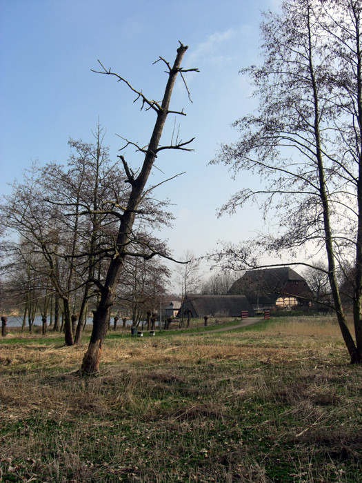 Mein Freund der Baum ist tot