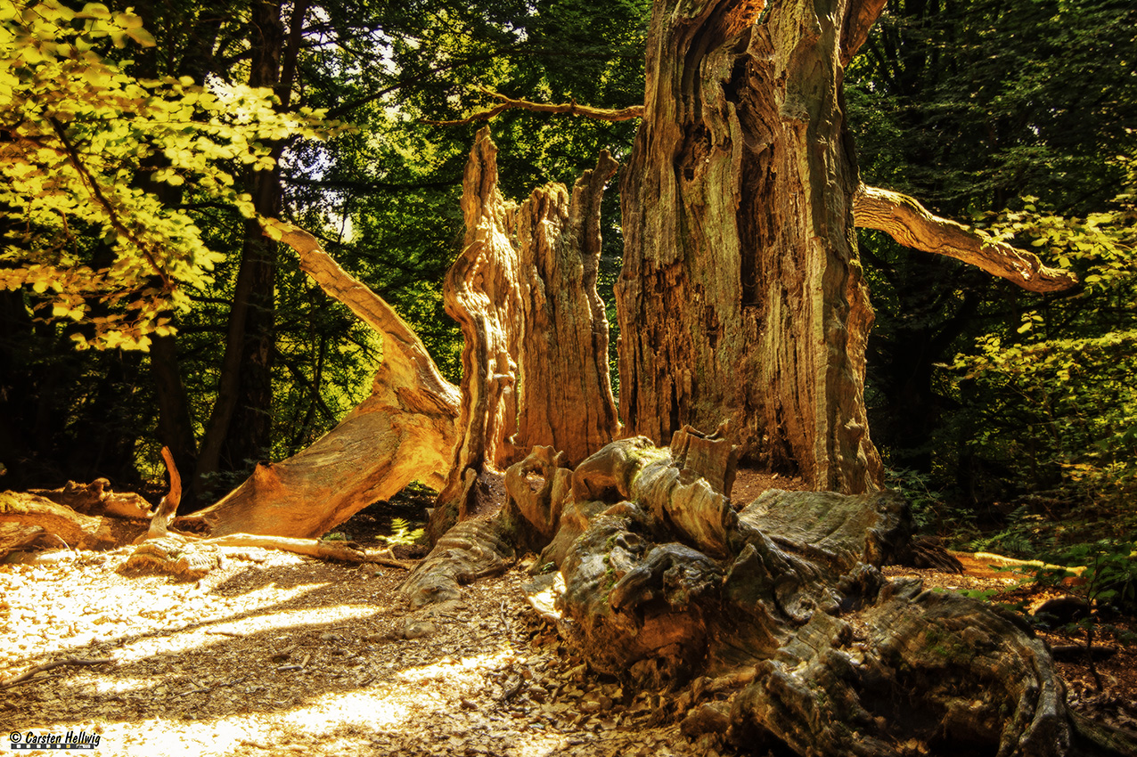 Mein Freund der Baum ist tot