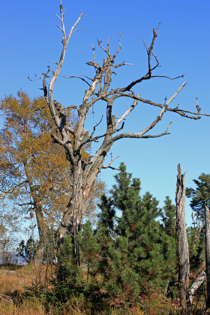 mein Freund der Baum ist tot