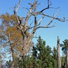 mein Freund der Baum ist tot