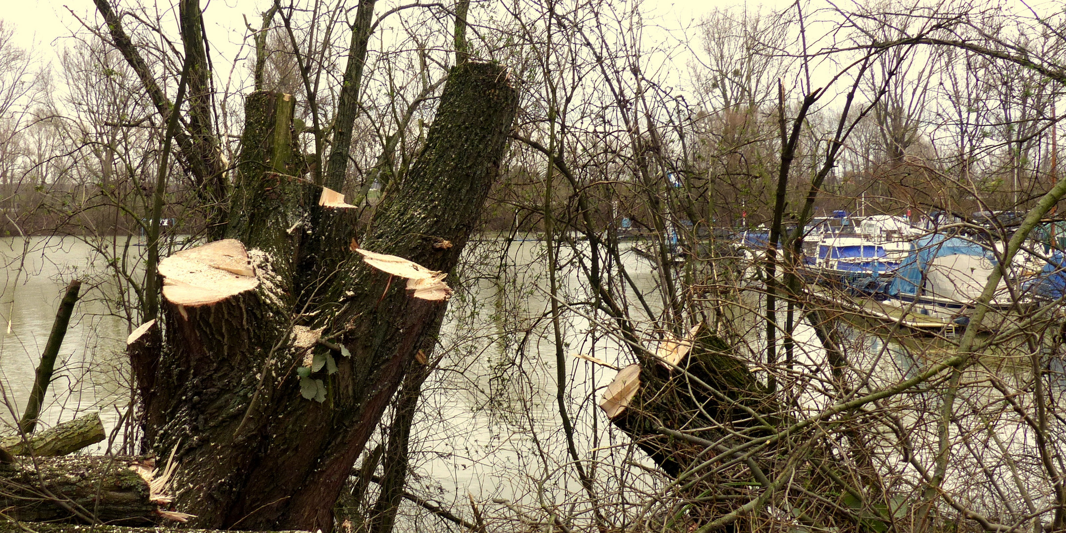 Mein Freund, der Baum, ist tot