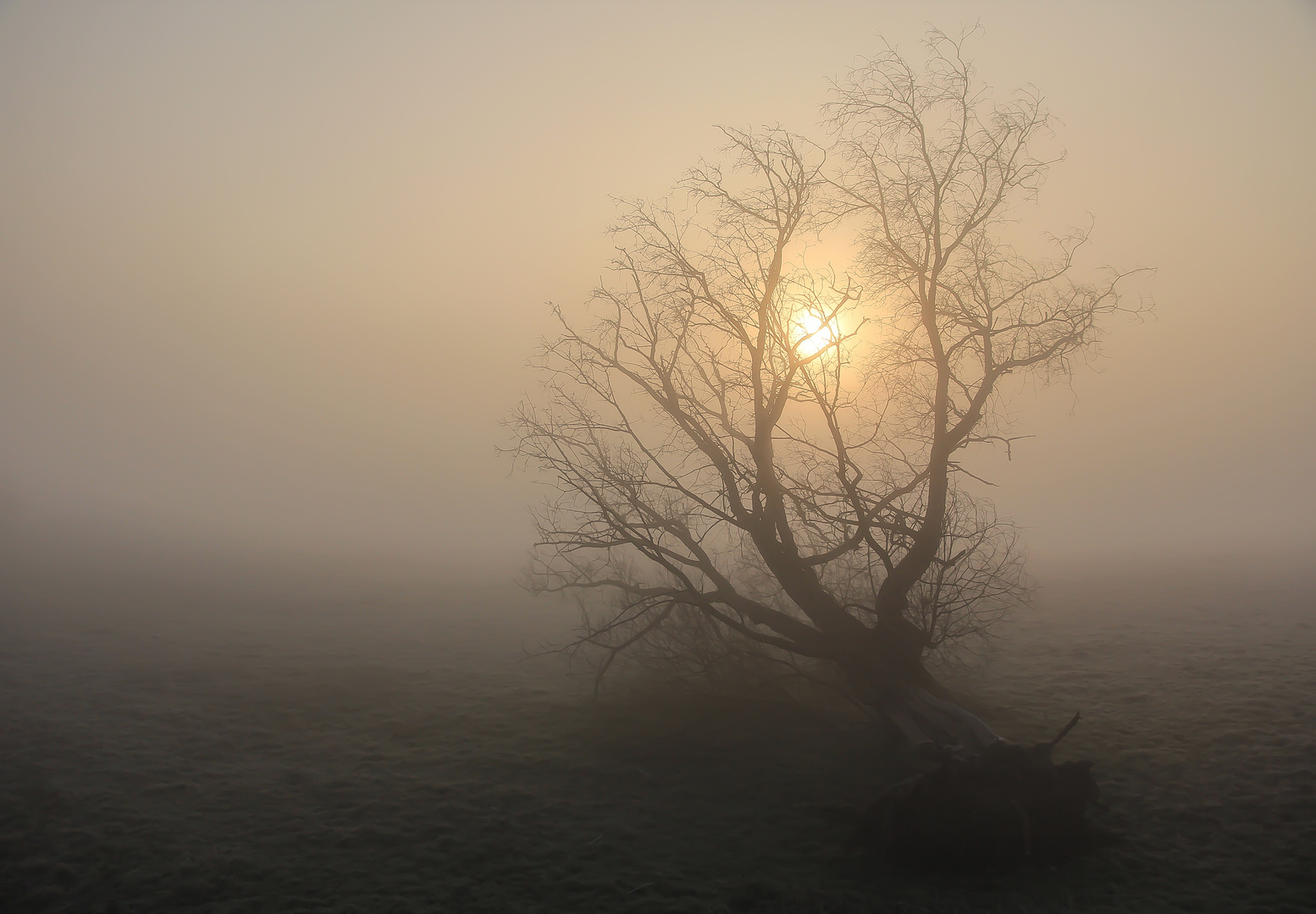 Mein Freund der Baum ist tot...