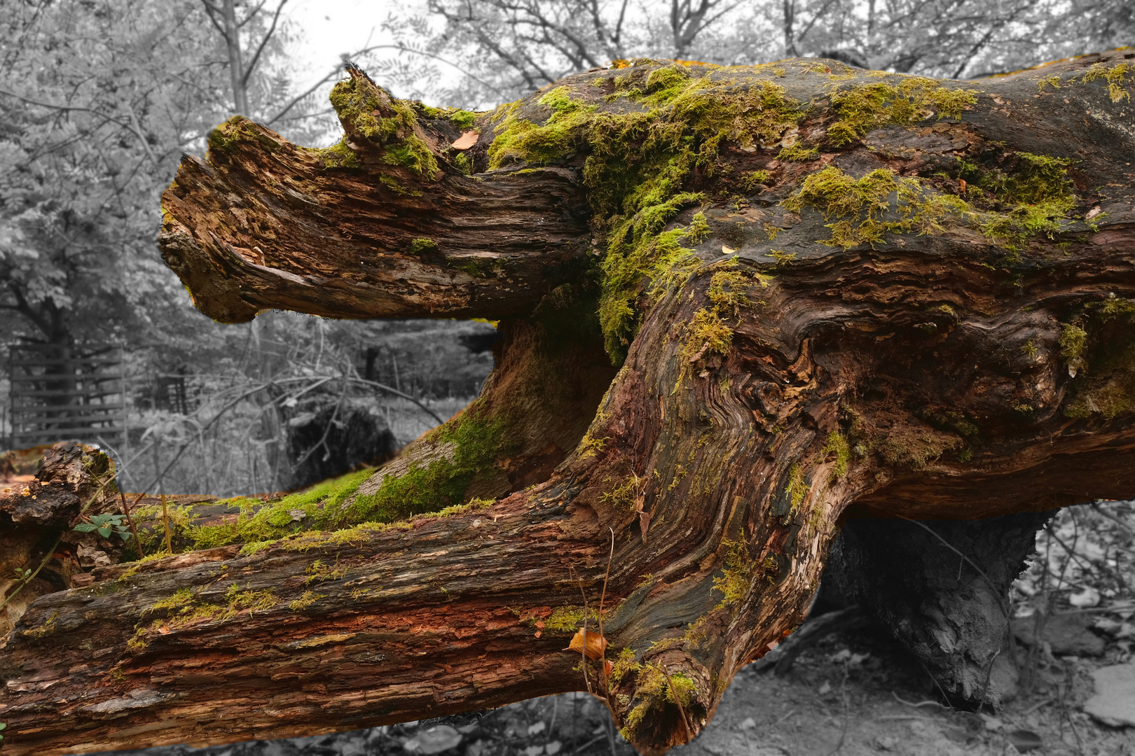 Mein Freund der Baum , ist tot.