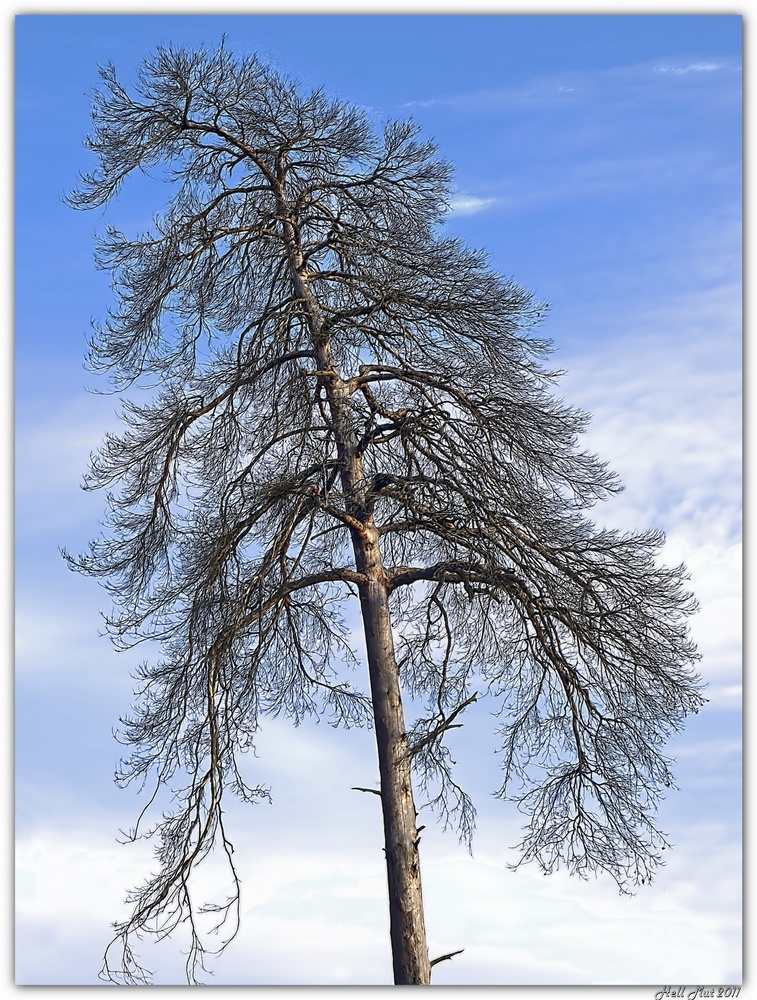 Mein Freund der Baum - ist tot