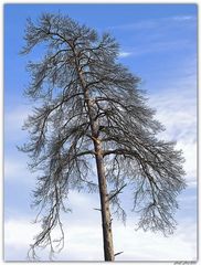 Mein Freund der Baum - ist tot