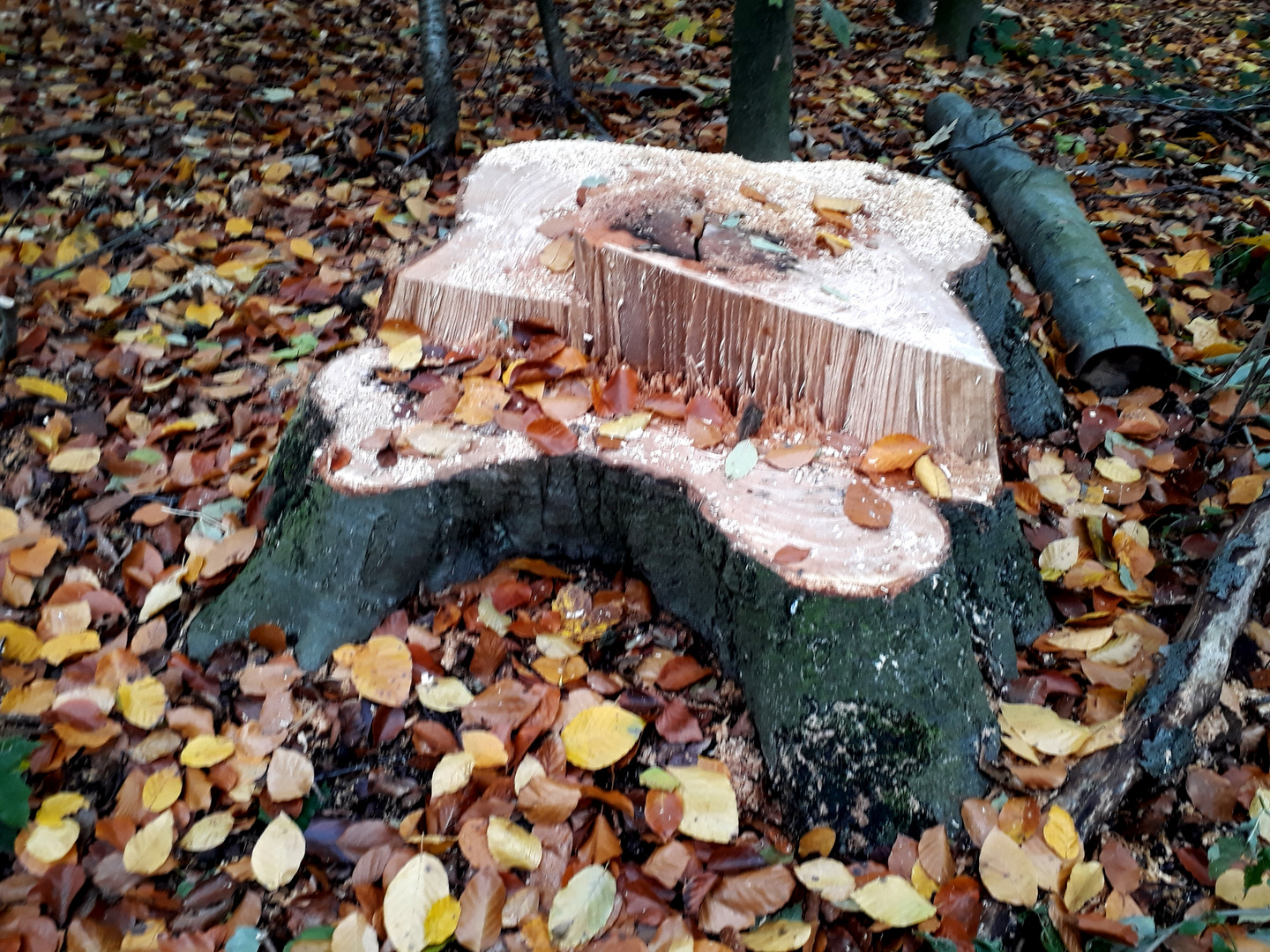 Mein Freund, der Baum, ist tot .....