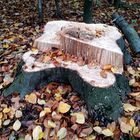 Mein Freund, der Baum, ist tot .....