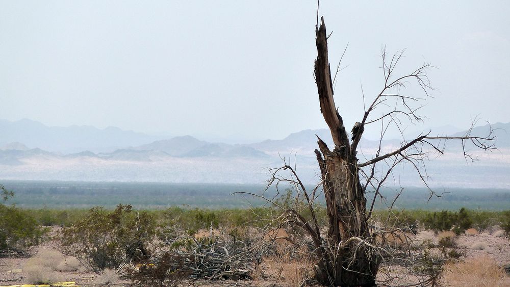 Mein Freund Der Baum Ist Tot Bus Mein Freund der Baum ist tot Foto & Bild | north america, united states