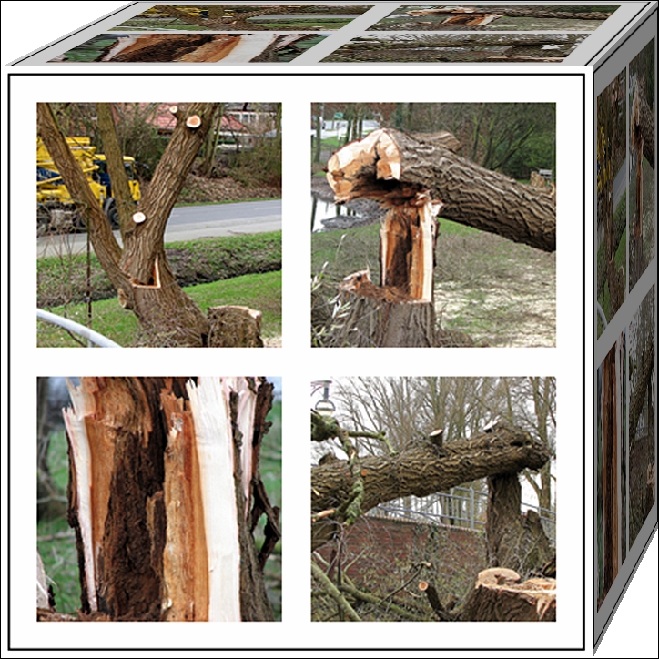 Mein Freund Der Baum Ist Tot Bus Mein Freund der Baum ist tot. Foto & Bild | redensarten in bildern