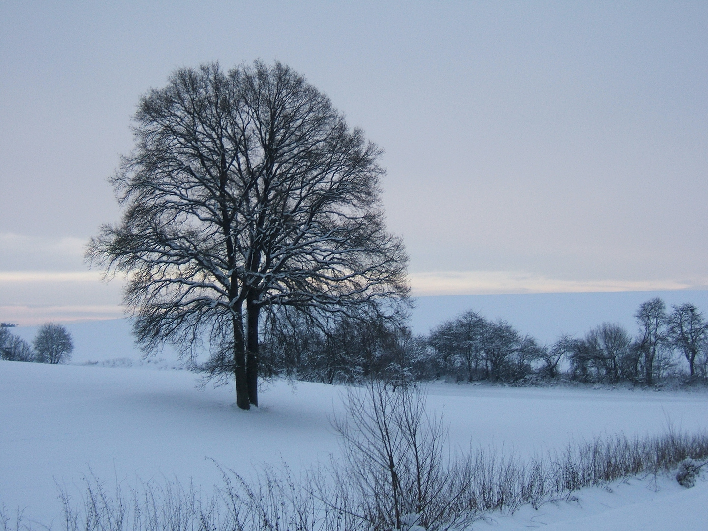 Mein Freund der Baum ist tot......, gefällt im Januar 2011.