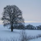 Mein Freund der Baum ist tot......, gefällt im Januar 2011.