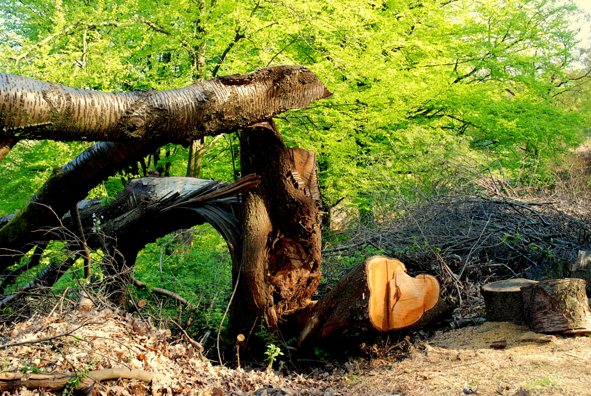 "Mein Freund, der Baum, ist tot" ...... in Anlehnung an den Song von Alexandra.