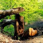 "Mein Freund, der Baum, ist tot" ...... in Anlehnung an den Song von Alexandra.