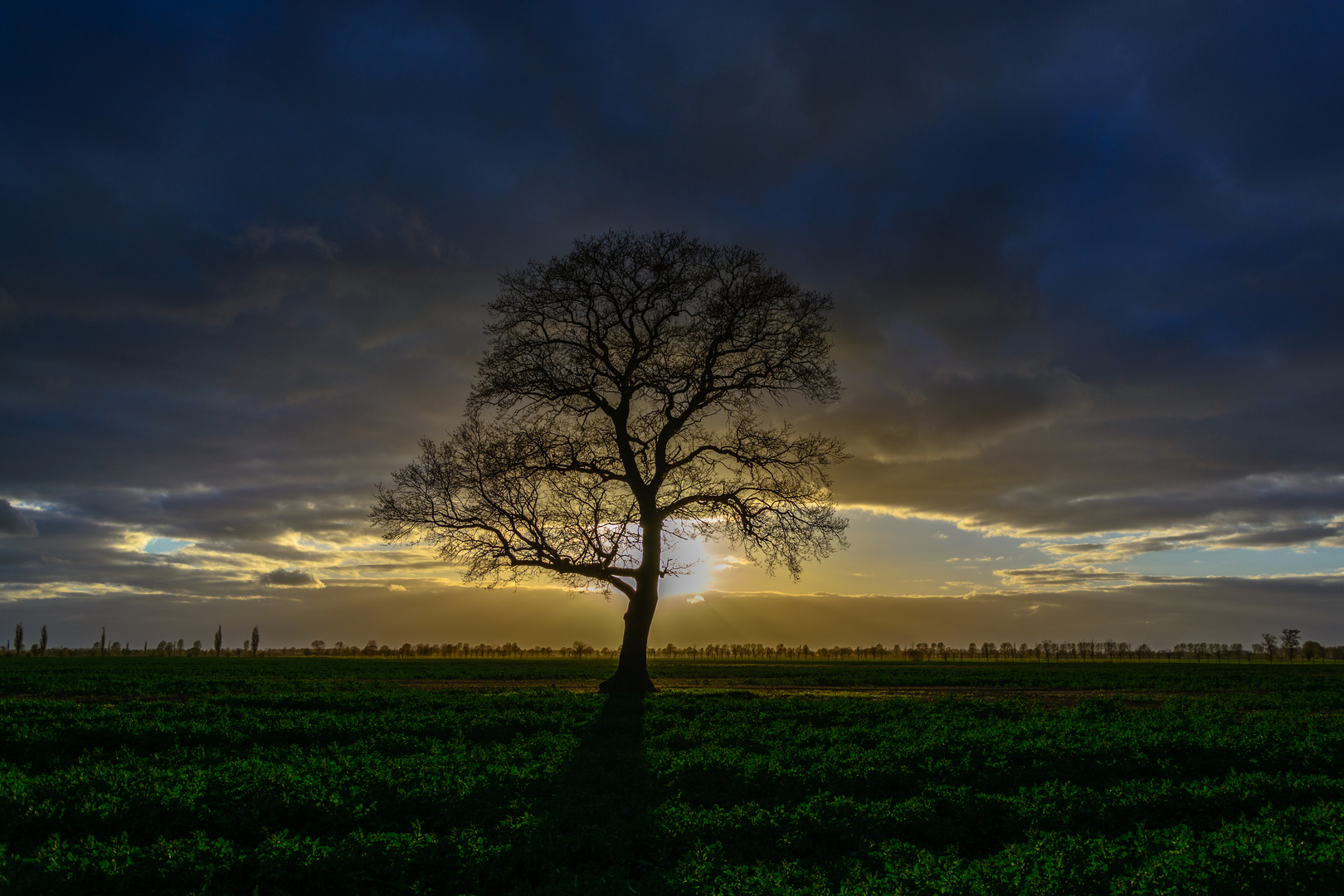 Mein Freund der Baum IV