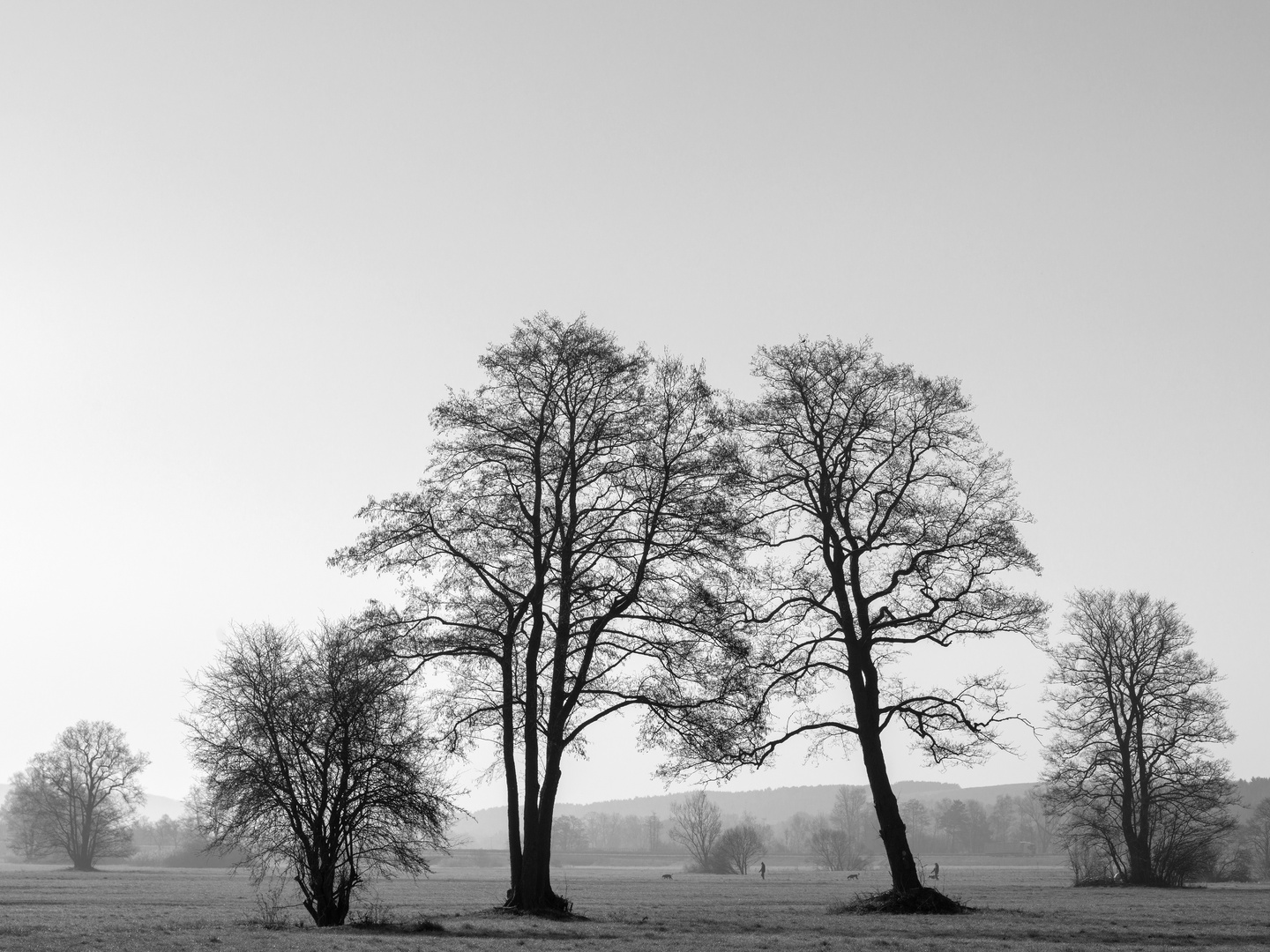 Mein Freund der Baum (IV)