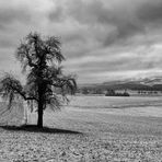 Mein Freund, der Baum (Januar 2015)