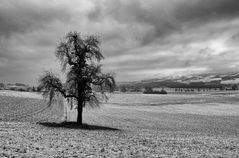 Mein Freund, der Baum (Januar 2015)