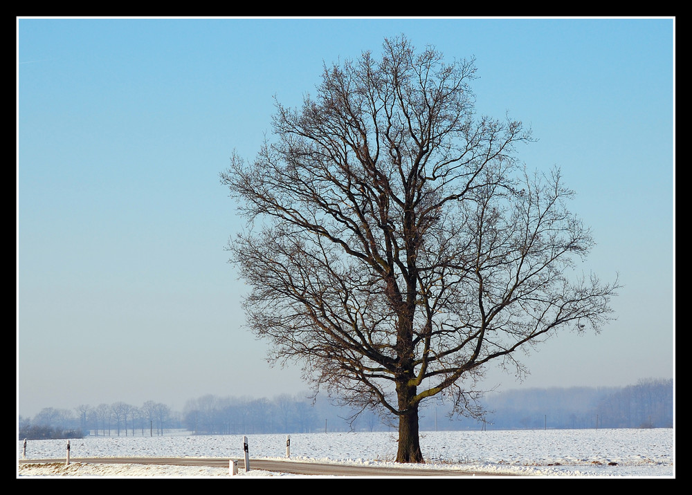 Mein Freund, der Baum - lebt !