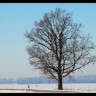 Mein Freund, der Baum - lebt !