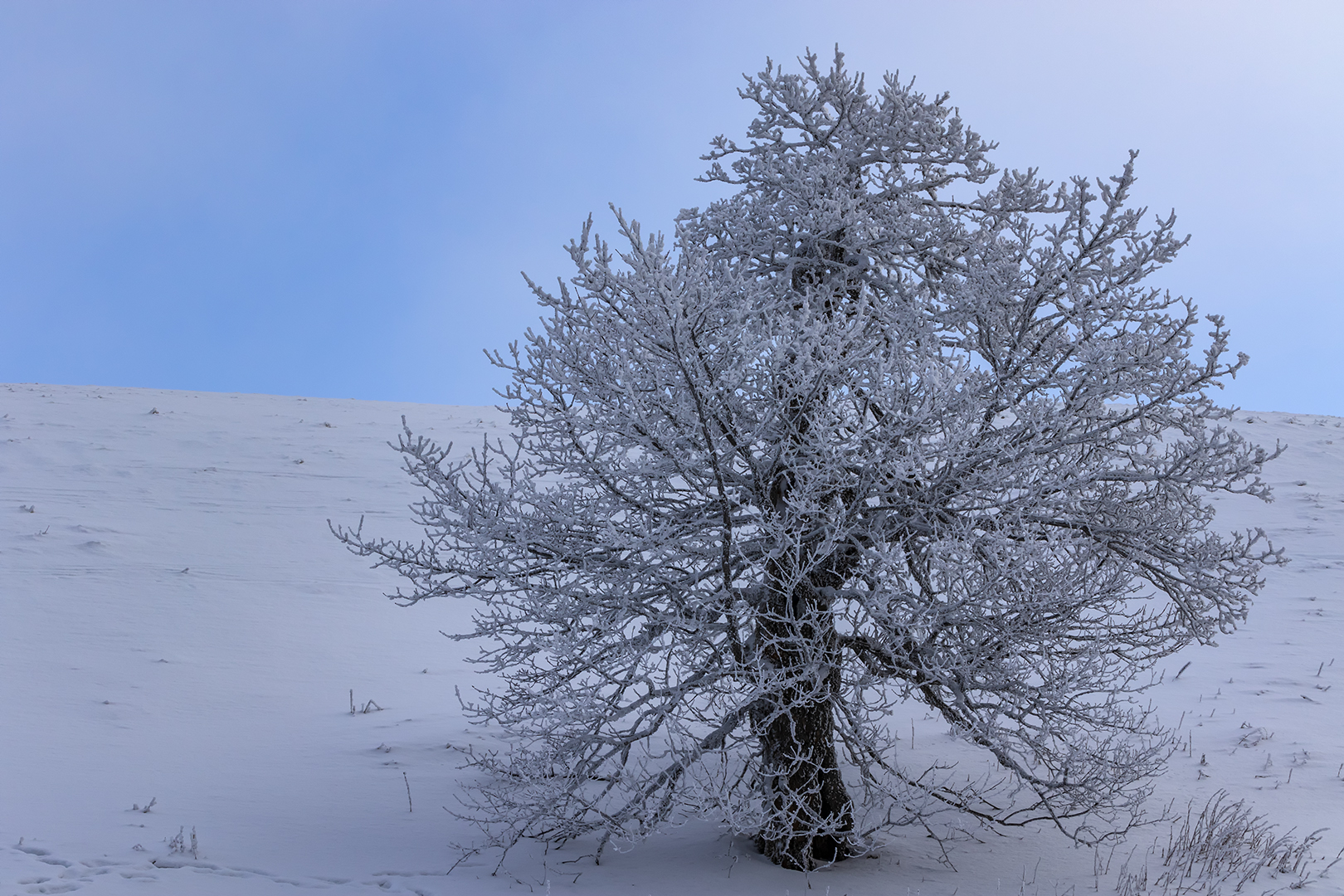 mein Freund der Baum ....lebt noch