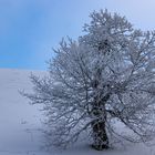 mein Freund der Baum ....lebt noch